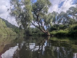Mainschwimmen Juni 2026